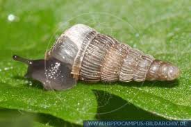 Image result for Alinula sp.