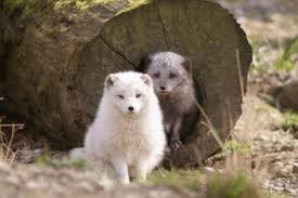 parc animalier dahlholzli bern bern activite loisirs ch