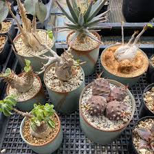 Image result for Euphorbia fanshawei