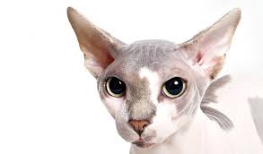 The sphynx cat lacks the insulating fur of other cat breeds, and therefore loses body heat more easily. Sphynx Cat Breed Information