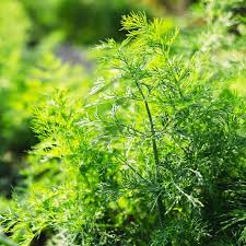 Image result for Anethum