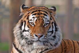 Tosavethem Tiger Facts Tiger Species Amur Tiger