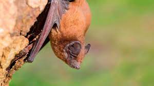 Nach heißen tagen suchen sie gewässer auf, die sie überfliegen können. Wo Leben Fledermause So Fuhlen Sich Fledermause In Ihrem Garten Wohl Bayern 1 Radio Br De