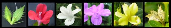 Image result for Barleria sp. B