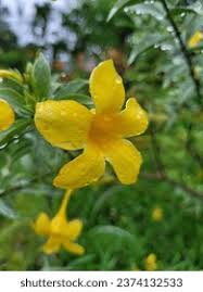 Image result for Gelsemiaceae