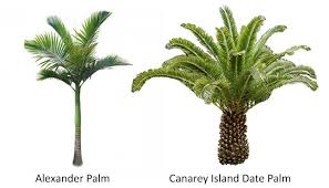 Why get tree removal service from professionals in palm desert when a devastating storm hits, the damage may be great. How Much Does A Mature Palm Tree Cost