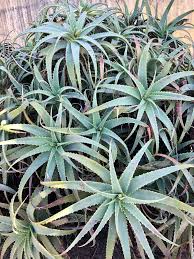 Image result for Aloe arborescens