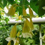 Image result for Hyparrhenia anemopaegma