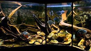 A subreddit for all aquarium lovers! Hills Of Rio Negro Deadwood Part Iii A Virtual Walktrough Youtube