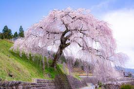 岩 太郎 の しだれ 桜