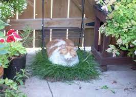 Gardening For Cats My Cat Garden Cat Garden Cat Friendly Plants Cat Safe Plants