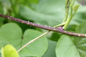 Image result for Ipomoea parasitica