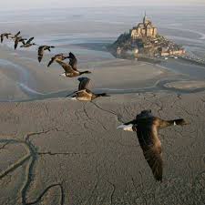 Pin By Annette Frost Cherry On Beautiful Birds In Flight Pictures Birds Eye