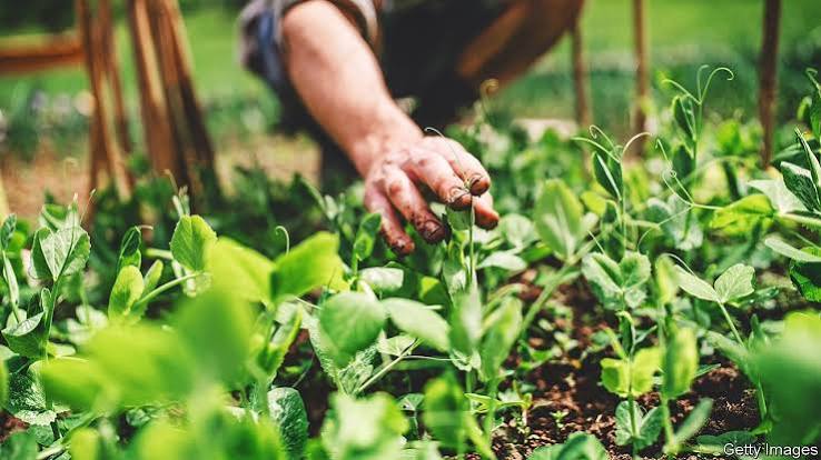 How to Improve Garden Soil Quality and Make Compost at Home the Easy Way
