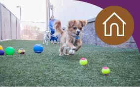 Maybe you would like to learn more about one of these? Pet Boarding Near Me Family Vetcare In Mesa Chandler Phoenix Az