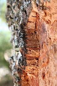 Cork Material Wikipedia The Free Encyclopedia Cork Material Cork Tree Cork