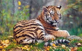 Download Wallpapers Small Tiger Wildlife Forest Predator Tigers Autumn Wild Animals For Desktop Free Pictures For Desktop Free When the male of a territory dies, the new. download wallpapers small tiger