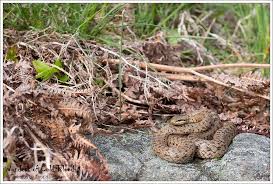 Pellet di ottima qualità, senza additivi e corteccia. Norsk Herpetologisk Forening Slettsnok Coronella Austriaca Piemonte Italia Facebook