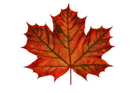 Tree Leaves And Glacier Maple Leaf Images Maple Leaf Pictures Leaf Images