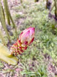 Check spelling or type a new query. Golden Amazon Dragon Fruit On Twitter Buds Emerge From Underneath The Thorns And Start To Develop The Flower On The Last Image You Can See The Flowers And Fruits The Flower Only