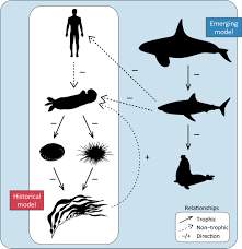 Sea lion attacks aren't just happening off dana point. Non Trophic Impacts From White Sharks Complicate Population Recovery For Sea Otters Moxley 2019 Ecology And Evolution Wiley Online Library