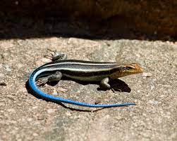 American Five Lined Skink Facts Diet Habitat Pictures On Animalia Bio