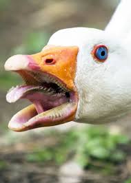 Creepy Bird With Big Mouth Wait Geese Have Teeth Goose Teeth Pictures Facts Debunked Myths Justbirding Com Scary Birds Weird Birds Teeth Pictures