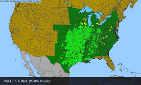 Image result for Vandellia humilis