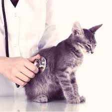 Thankfully, a cat parent who's armed with some basic knowledge and a trusted veterinarian can Signs Of Congestive Heart Failure In Cats Petcarerx