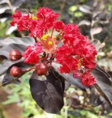 Ebony Flame Crape Myrtle