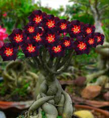 When the flowers are male, they are 30 to 56 mm long. Mini Show Succulent September 2017 Adenium Adenia Sccss