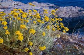 La macchia mediterranea è una formazione vegetale arbustiva che è costituita in maniera caratteristica da specie sclerofille, cioè con foglie persistenti poco ampie, coriacee e. Elicriso Tesoro Della Macchia