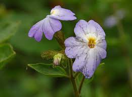 Browallia is a small genus of seven species of flowering plants (mostly annuals though occasionally shrubs or ephemerophytes) belonging to the nightshade family solanaceae. Browallia Wikipedia