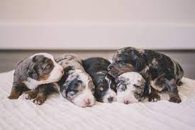 Small puppies and elderly dogs. Ak Mountain Doodles Home