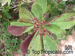 Image result for Euphorbia umbellata