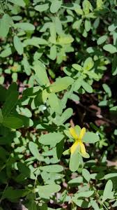 Image result for Hypericum quartinianum