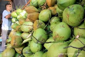 Apalagi, air kelapa muda memang memberikan sensasi menyegarkan. Tak Hanya Segar Ini Manfaat Konsumsi Air Kelapa Bagi Kesehatan