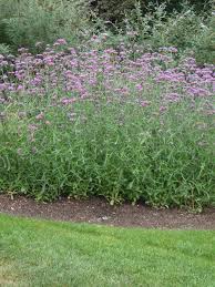 Purple top 'lollipop', brazilian verbena 'lollipop', upright verbena 'lollipop', argentinian vervain 'lollipop' plant calculator. Photo Of The Entire Plant Of Tall Verbena Verbena Bonariensis Lollipop Posted By Paul2032 Garden Org