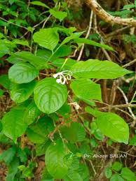 Image result for Turraea mombassana