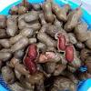 Cara nak bagi kacang kuda ini empuk senang sahaja rupanya cuma korang perlu mengikut cara yang betul. 1