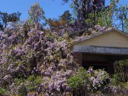 Image result for Lessertia macrostachya