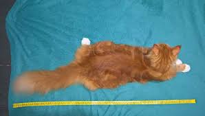 A maine coon tabby mix or a maine coon shorthair mix would have a slightly smaller frame and a shorter torso. How Big Do Maine Coons Get Maine Coon Expert