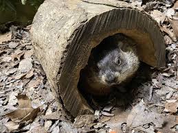 Groundhog Day 2024: Watch If Punxsutawney Phil Sees His Shadow | |  Fltimes.Com
