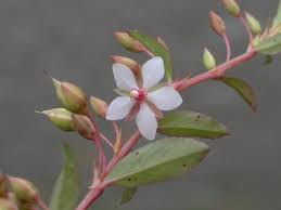 Image result for Sauvagesia