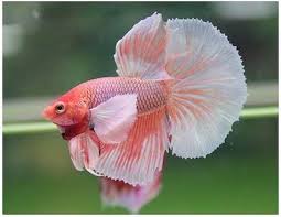 Su etsy trovi 5 dumbo betta in vendita, e costano in media € 19,75. Live Betta Fish Orange Dumbo Male Imported Betta Betta Fish Fish Pet