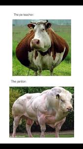 Belgian blue cattle gado beef cattle rind livestock farm animals beautiful creatures calves agriculture. Best 30 Belgian Blue Fun On 9gag