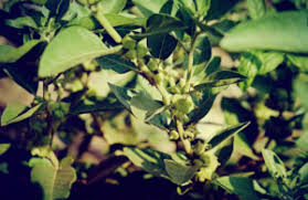 What other names is ashwagandha known by? Multiple Sclerosis And Herbal Supplements Lady Of The Herbs