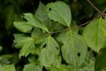 Image result for Hippocratea volkensii