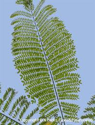 Image result for Schizolobium parahyba