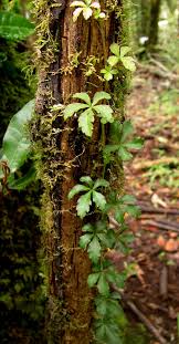 Image result for Cissus faucicola